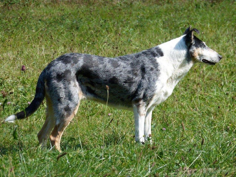 CH. Foxearth Frosted image